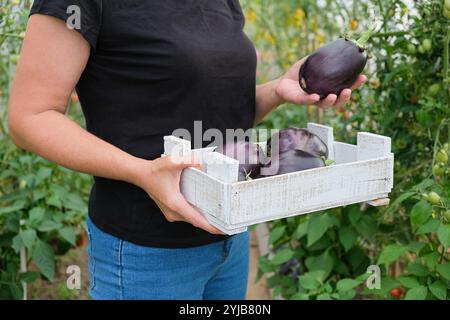 Eine Farmerin steht in einem Gewächshaus und hält eine reife Aubergine in der Hand. Nahaufnahme. Stockfoto