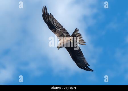 Ein majestätischer Raubvogel schwingt anmutig über einem klaren blauen Himmel. Stockfoto