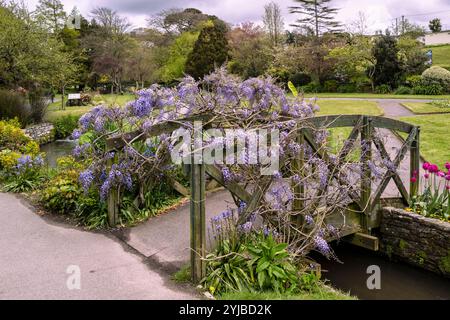 Eine atemberaubende Wisteria sinensis, die über einer hölzernen ornamentalen Fußbrücke in den preisgekrönten historischen subtropischen Trenance Gardens in Newquay in Cor wächst Stockfoto