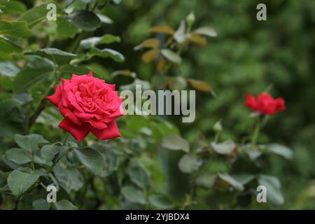 Schöne rote Rosen, im Sommergarten. Nahaufnahme der Knospen roter Rosen auf grünem Hintergrund. Stockfoto