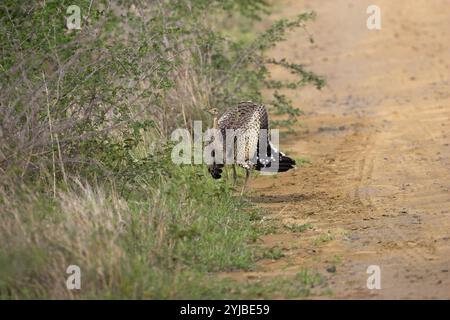 Schwarz-bellied korhaan Eupodotis melanogaster Weibliche in Ablenkung Anzeige Kruger National Park Südafrika Stockfoto