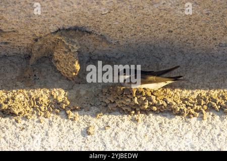 Common house Martin Delichon urbica Korsika Frankreich Stockfoto