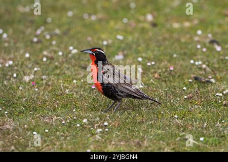 Long-tailed meadowlark Sturnella loyca Falklandica auf daisy Grünland trostlosen Insel Falkland Inseln November 2015 abgedeckt Stockfoto