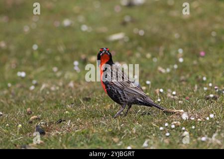 Long-tailed meadowlark Sturnella loyca Falklandica auf daisy Grünland trostlosen Insel Falkland Inseln November 2015 abgedeckt Stockfoto