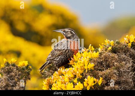 Long-tailed meadowlark Sturnella loyca falklandica Weibchen auf stechginster Ulex europaeus Saunders Island Falkland Inseln Britisches Überseegebiet gehockt Stockfoto