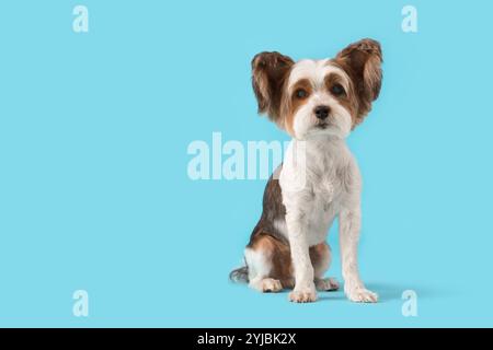 Süßer Biewer Terrier Hund sitzt auf blauem Hintergrund Stockfoto