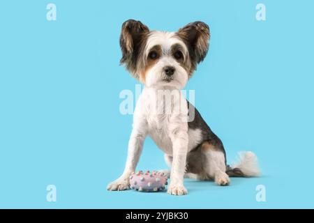 Niedlicher Biewer Terrier Hund mit Spielzeug auf blauem Hintergrund Stockfoto
