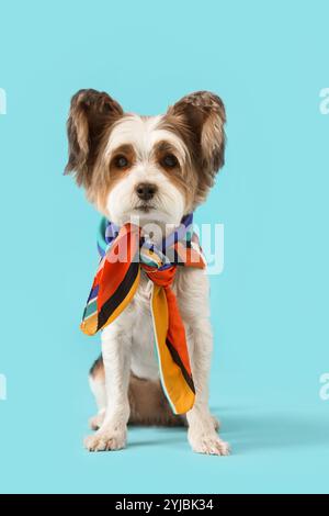 Süßer Biewer Terrier Hund mit Schal auf blauem Hintergrund Stockfoto