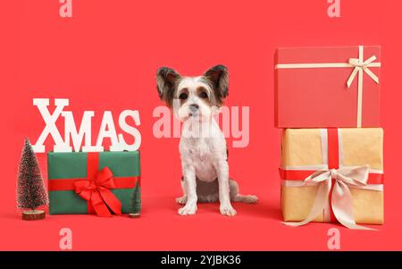 Süßer Biewer Terrier Hund mit Wort WEIHNACHTEN und Geschenke auf rosa Hintergrund Stockfoto