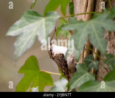 Treecreeper mit einer schweren Last auf dem Fluss Frome in Bristol Großbritannien [ Certhia familiaris ] Stockfoto