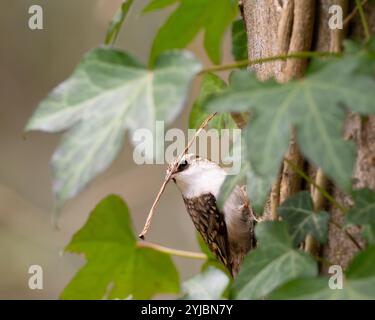 Treecreeper mit einer schweren Last auf dem Fluss Frome in Bristol Großbritannien [ Certhia familiaris ] Stockfoto