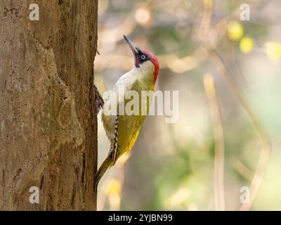 Spechte [ Picus viridis ] auf Franchay gemein in Bristol Vereinigtes Königreich Stockfoto