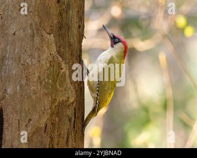 Spechte [ Picus viridis ] auf Franchay gemein in Bristol Vereinigtes Königreich Stockfoto