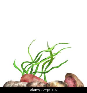 Kieselsteine und Algen. Fluss, See, Meeresboden. Sea Clipart. Handgezeichnetes Aquarell Illustration.1 Stockfoto