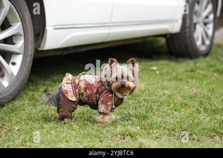 Yorkshire Terrier in Hundekleidung steht auf der Straße neben dem Autoreifen. Stockfoto