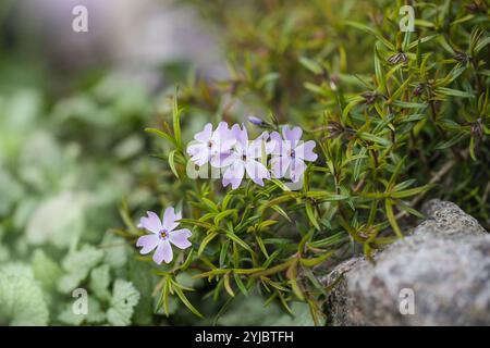 Mehrjährige Bodenbedeckung blühende Pflanze. Kriechender Phlox - Phlox subulata oder Moosphlox auf dem Alpenblumenbeet. Nahaufnahme. Stockfoto