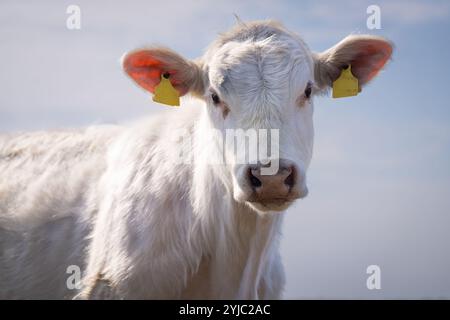 Jährling Färse Charolais Rinder mit Himmelhintergrund. Porträt des Charolais-Rinderkalbes auf der Küstenwiese. Stockfoto