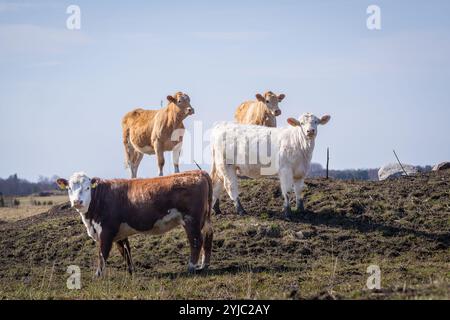 Hereford- und Charolais-Katzenrinde mit Frühlingshintergrund. Hereford- und Charolais-Rinderkälber auf Küstenwiesen. Stockfoto