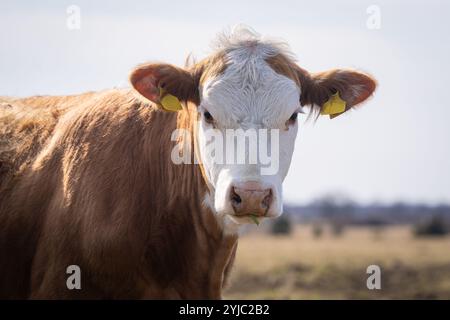 Hereford-Rinder mit Frühlingshintergrund. Porträt des Hereford-Rinderkalbes auf der Küstenwiese. Stockfoto