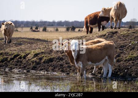 Jährling Kuh Hereford Cattles mit Frühlingshintergrund. Hereford Rinderkälber auf Küstenwiesen. Stockfoto