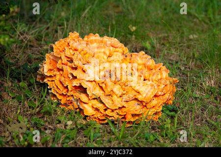 Großer gemeiner Schwefelporling-Pilz, der auf einer Wiese wächst, Laetiporus sulphureus, Klammerpilz Stockfoto