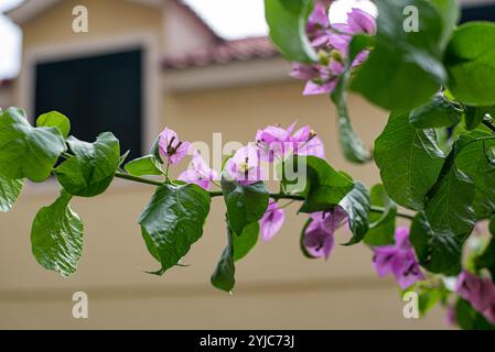 Helle Bougainvillea blüht mit der Stadt Omis im Hintergrund, Kroatien. Stockfoto