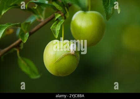 Araniella cucurbitina. Gurkengrüne Spinne auf unreifer grüner Pflaumenfrucht Stockfoto