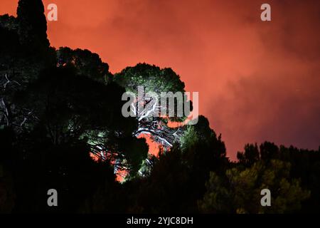 Nächtliches Leuchten vom Feuer hinter Bäumen im Wald Stockfoto