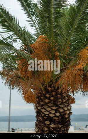 Datteln Sie Palmen mit reifenden Datteln vor dem Hintergrund des Meeres in Omis, Kroatien, und bieten Sie eine tropische Atmosphäre mit klarem, blauem Wasser und atemberaubendem Wasser Stockfoto