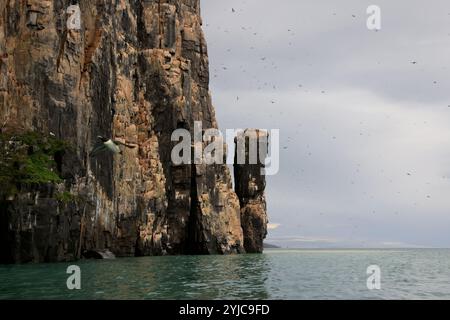 Die spektakuläre Alkefjellet Klippe mit Guillemots, Doleritsäulen, Svalbard Stockfoto