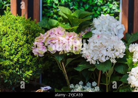 Hortensien und grüne Büsche in üppiger Gartenlandschaft Stockfoto