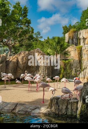 Gruppe der großen Flamingos (Phoenicopterus roseus) im Naturpark Bioparc Valencia, Spanien. Stockfoto