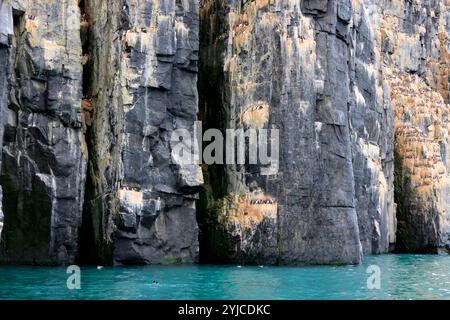 Die spektakuläre Alkefjellet Klippe mit Guillemots, Doleritsäulen, Svalbard Stockfoto