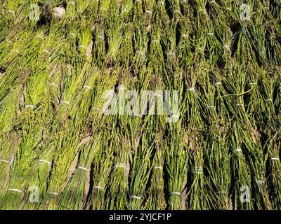 Grüne Sorghum-Stiele, die an einem sonnigen Tag in Huaraz in der Ancash-Region, Peru, gebunden sind Stockfoto