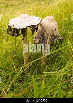 Eine Nahaufnahme von einem Paar Hinterhof, Rasenpilze, Coprinus Comatus, die gerade ihre besten Ergebnisse durchlaufen, in langem Gras wachsen Stockfoto