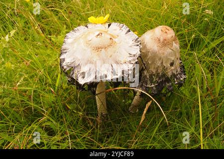 Eine Nahaufnahme von einem Paar Hinterhof, Rasenpilze, Coprinus Comatus, die gerade ihre besten Ergebnisse durchlaufen, in langem Gras wachsen Stockfoto