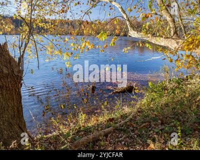 Herbstfarben am Ufer des Potomac River 4 Stockfoto
