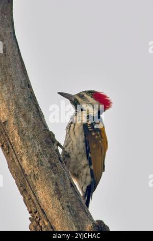 Schwarzrumpeliger Flameback-Specht (Dinopium benghalense) (auch bekannt als kleiner Goldenback) auf einem Baumstamm, Bharatpur Vogelschutzgebiet, Keoladeo Nationa Stockfoto