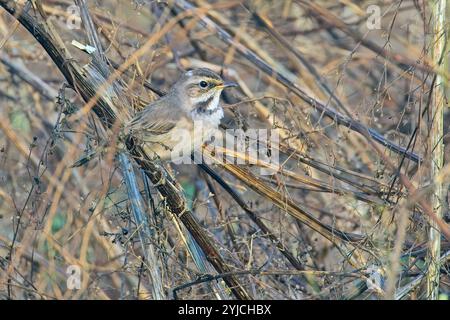 Bluethroat (Luscinia svecica), ein erster Winter, Bharatpur Vogelschutzgebiet, Keoladeo Nationalpark, Bharatpur, Rajasthan, Indien. Stockfoto