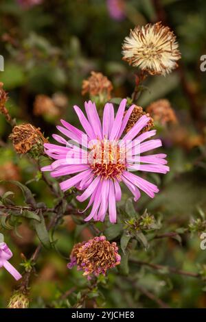 Wunderschönes Gänseblümchen-ähnliches Symphyotrichum Laeve 'Glow in the Dark'. Natürliches Nahaufnahme blühendes Pflanzenporträt. Aufmerksamkeit erregend, schön, blühend, rot Stockfoto