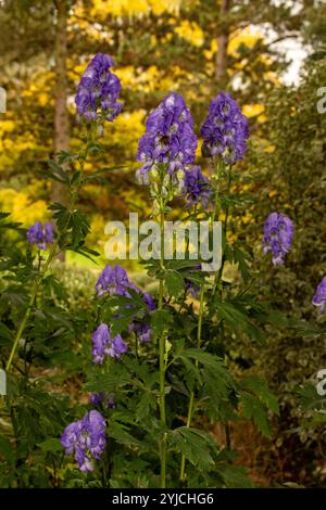 Das wunderschöne Aconitum Carmichaelii, die Kapuze des Mönchs von Carmichael. Natürliches Nahaufnahme blühendes Pflanzenporträt. Aufmerksamkeit erregend, schön, blühend, rot Stockfoto