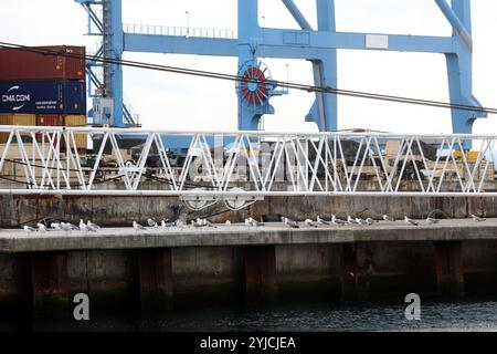 Rijeka, Kroatien. November 2024. Am 14. November 2024 wird Militärausrüstung der USA am Brajdica-Containerterminal in Rijeka, Kroatien, entladen. Amerikanische militärische Ausrüstung und Ressourcen werden an den Hafen von Rijeka geliefert und per Straße und Schiene an mehrere Standorte in Europa transportiert, wo Mitglieder der US-Streitkräfte an Aktivitäten zur Unterstützung von NATO-Verbündeten und -Partnern teilnehmen. Foto: Nel Pavletic/PIXSELL Credit: Pixsell/Alamy Live News Stockfoto