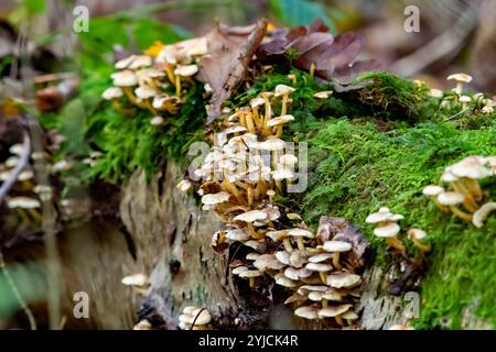 Kopfpilze, die auf einem gefallenen Baum wachsen, Arnside, Milnthorpe, Cumbria, Vereinigtes Königreich Stockfoto