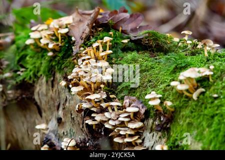 Kopfpilze, die auf einem gefallenen Baum wachsen, Arnside, Milnthorpe, Cumbria, Vereinigtes Königreich Stockfoto