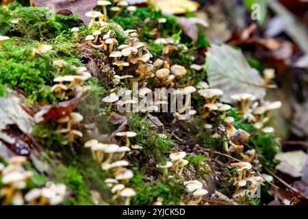 Kopfpilze, die auf einem gefallenen Baum wachsen, Arnside, Milnthorpe, Cumbria, Vereinigtes Königreich Stockfoto