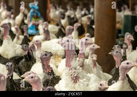 Nahaufnahme von Truthühnern, die für den Weihnachtsmarkt in Großbritannien angebaut werden. Stockfoto