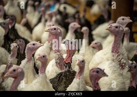 Nahaufnahme von Truthühnern, die für den Weihnachtsmarkt in Großbritannien angebaut werden. Stockfoto