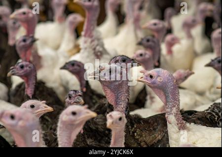 Nahaufnahme von Truthühnern, die für den Weihnachtsmarkt in Großbritannien angebaut werden. Stockfoto