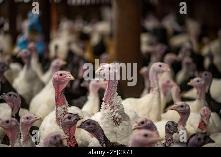 Nahaufnahme von Truthühnern, die für den Weihnachtsmarkt in Großbritannien angebaut werden. Stockfoto