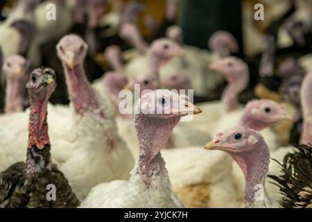 Nahaufnahme von Truthühnern, die für den Weihnachtsmarkt in Großbritannien angebaut werden. Stockfoto